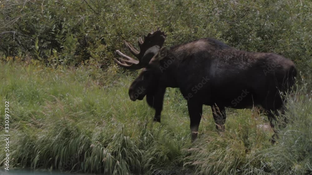 Close up of Moose eating tall grass by lake in mountains in slow motion. Slo mo rocky mountain wildlife video. Close up of Moose eating tall grass by lake in mountains in slow motion. Slo mo rocky mountain wildlife video.