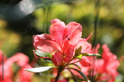 Beautiful pink flower  macro picture