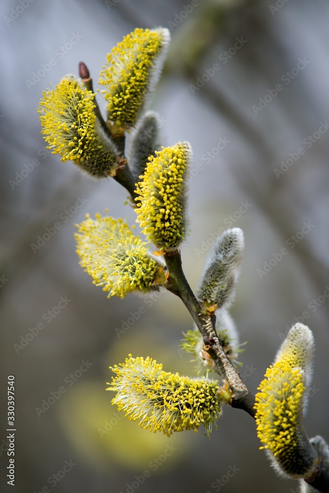 Cats are one of the symbols of spring and Easter. Typically, they are twigs of the willow, with partially budding buds - flowers Cats are one of the symbols of spring and Easter. Typically, they are twigs of the willow, with partially budding buds - flowers