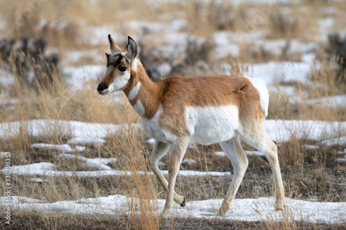 Young Pronghorn