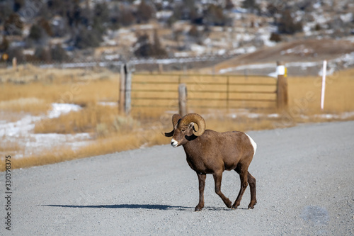 Rocky Mountain Bighorn Sheep