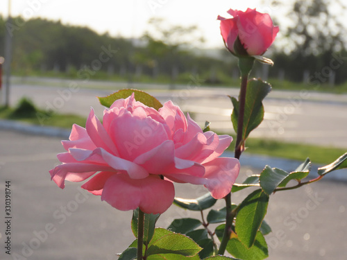 Rose bud in pink color highlighted in the foreground