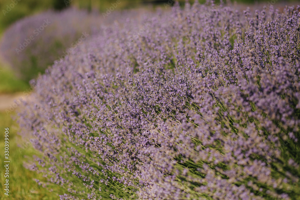 Obraz premium Lavander in summer park. Beautiful purple flowers