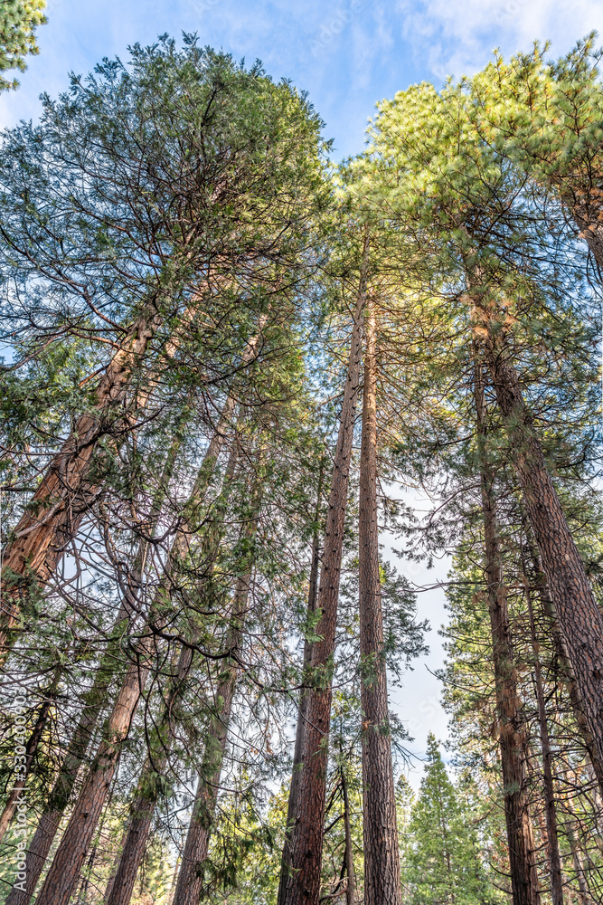 Fototapeta premium Yosemite National Park Valley, forest with colorful trees and ancient giant sequoias, by the end of Autumn and beginning of Winter Season, California, United States of America.
