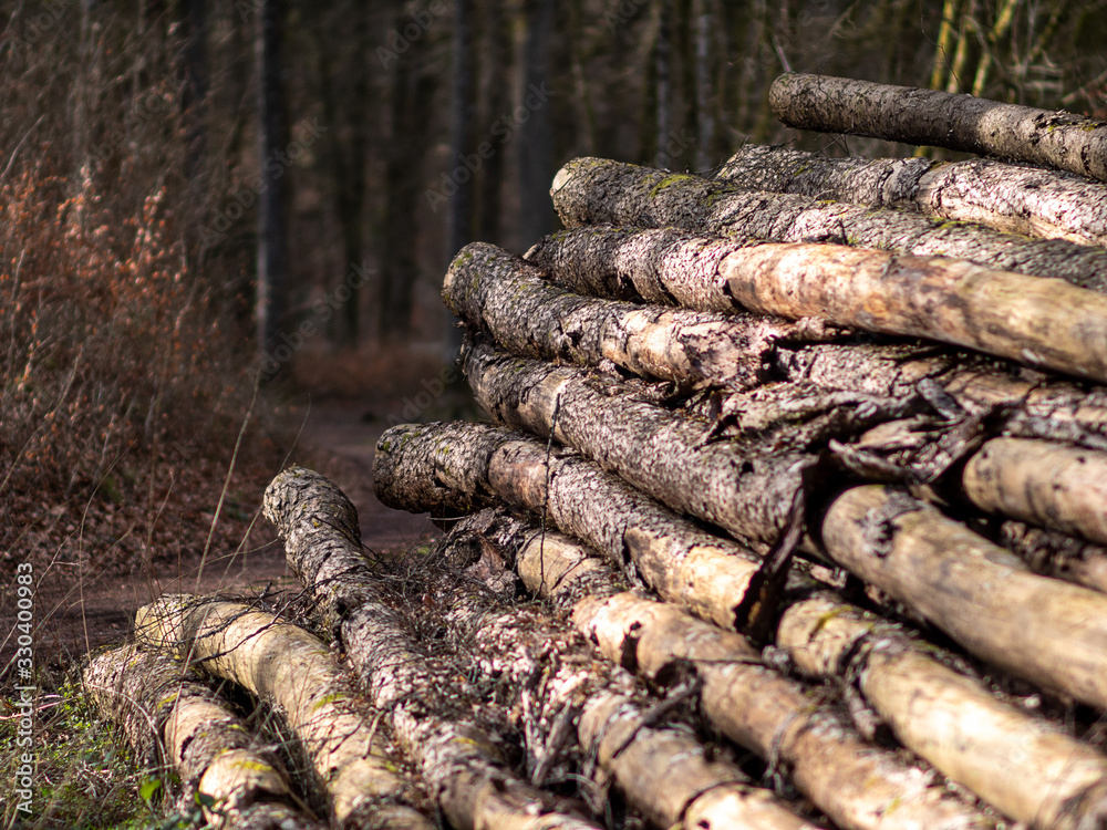 Wood on forest road in Palatinate Forest in Germany Wood on forest road in Palatinate Forest in Germany