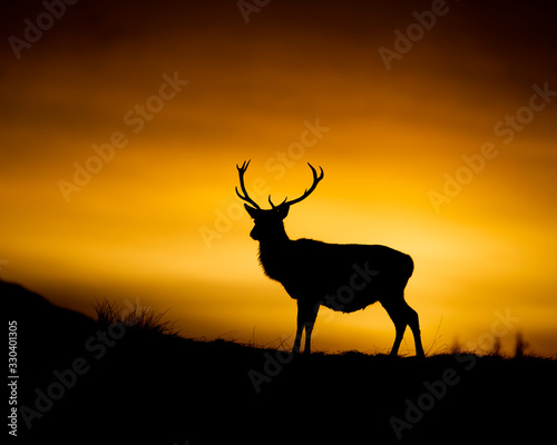 Red Deer Sunset in Scotland