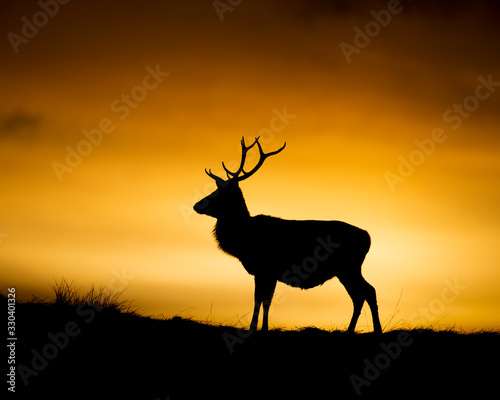 Red Deer Sunset in Scotland © Mark Connelly