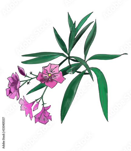 graphic color drawing oleander sprig with flowers and leaves