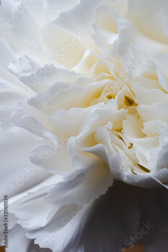 details and textures of white flower petals, white carnation, Dianthus caryophyllus, illuminated with natural light