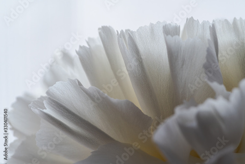 details and textures of white flower petals, white carnation, Dianthus caryophyllus, illuminated with natural light © JoseClaudio