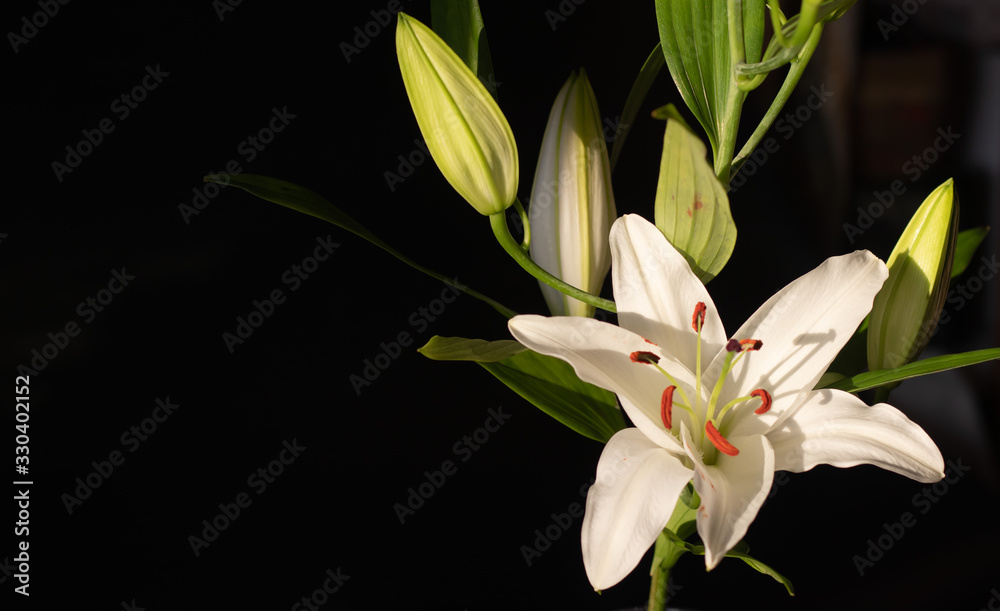 Obraz premium The flowers