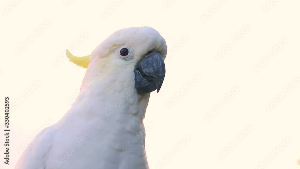 female cockatoo one single parrot portrait video wildlife animal early morning in Queensland Australia female cockatoo one single parrot portrait video wildlife animal early morning in Queensland Australia