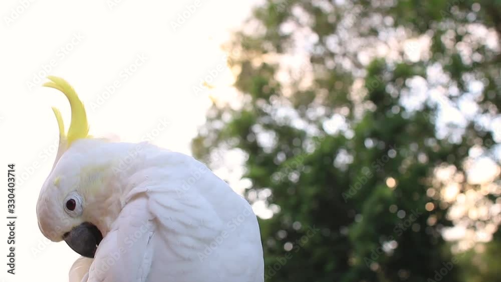 one cockatoo one single parrot portrait video wildlife animal early morning in Queensland Australia trees one cockatoo one single parrot portrait video wildlife animal early morning in Queensland Australia trees