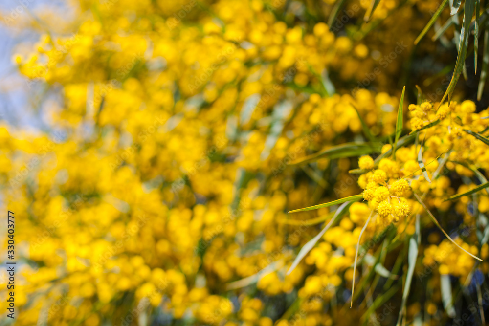 Mimosa, Acacia dealbata. Branch with yellow flowers. Mimosa, Acacia dealbata. Branch with yellow flowers.