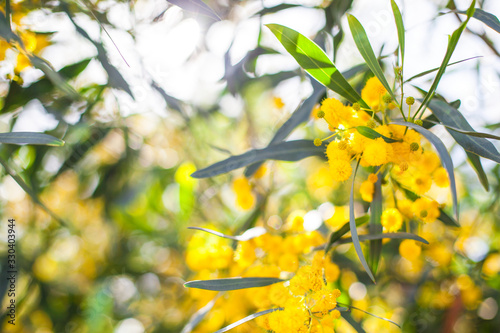 Mimosa, Acacia dealbata. Branch with yellow flowers.