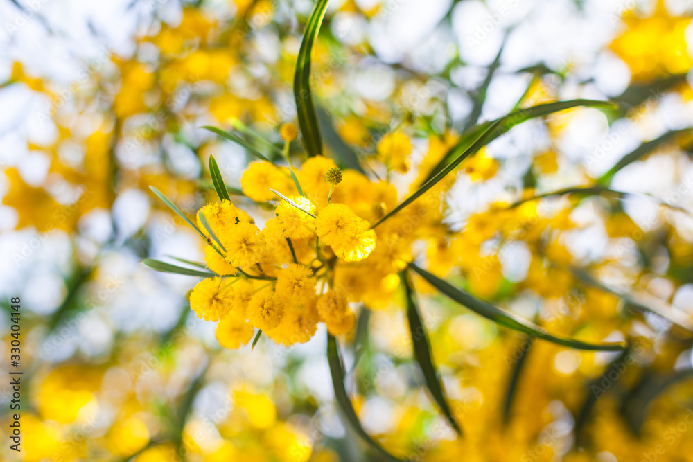Mimosa, Acacia dealbata. Branch with yellow flowers. Mimosa, Acacia dealbata. Branch with yellow flowers.