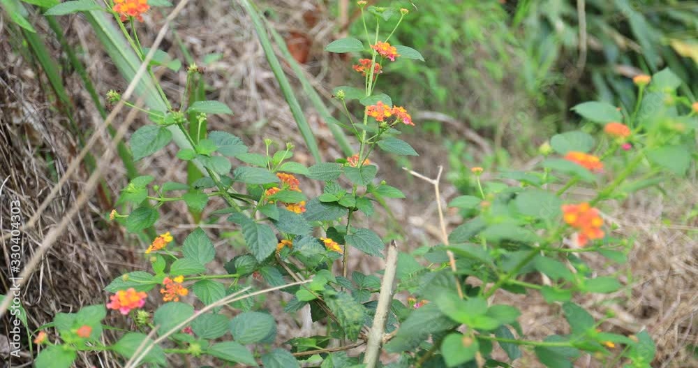 Beautiful little yellow and pink lantana camara flowers blooming in spring