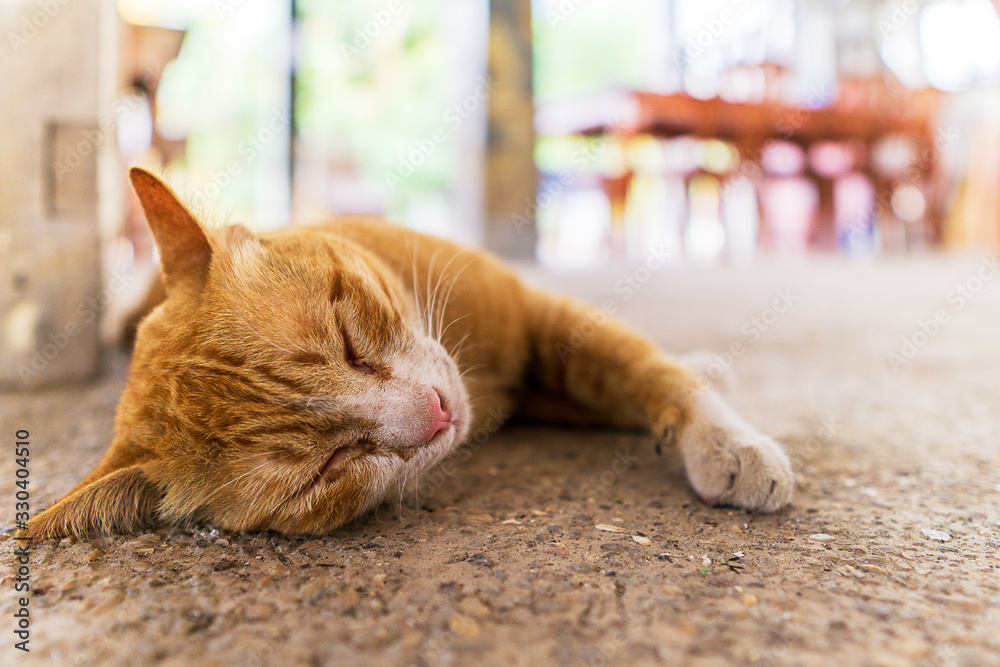 Close up picture of orange cat sleeping on the floor