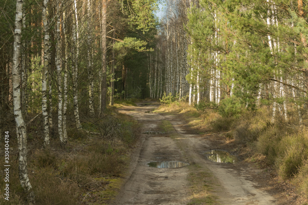 Naklejka premium Brzozowy zagajnik.