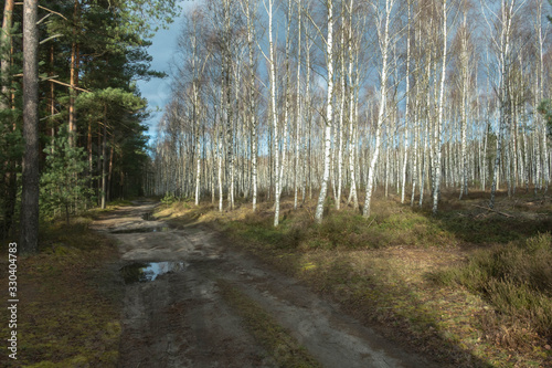 Fototapeta Naklejka Na Ścianę i Meble -  Brzozowy zagajnik.