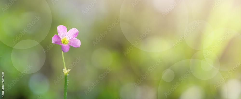 pink flower with green bokeh background