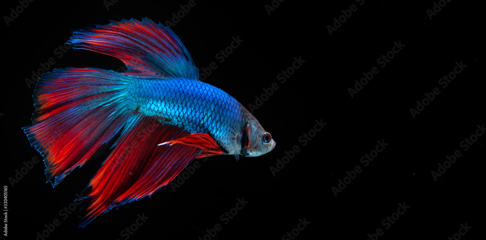 Beautiful Blue Red Betta Fish with Black Background 