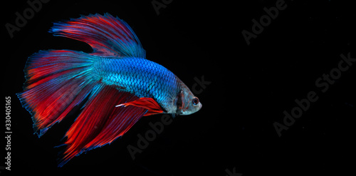 Beautiful Blue Red Betta Fish with Black Background 