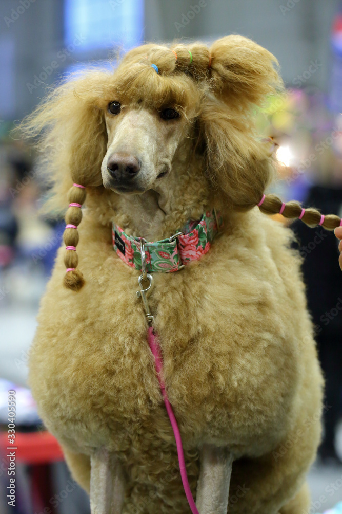 Obraz premium Poodle - a good thoroughbred dog, well manicured ready for the exhibition.