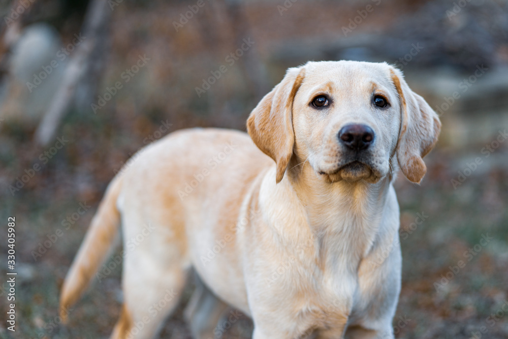 Beautiful yellow Labrador Retriever puppy