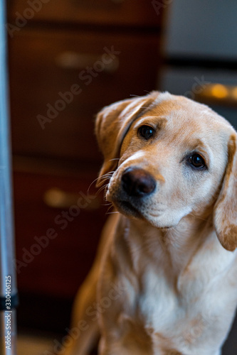 Beautiful yellow Labrador Retriever puppy