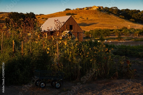 Shed and Sunflowers. Sunrise in Templeton, California.