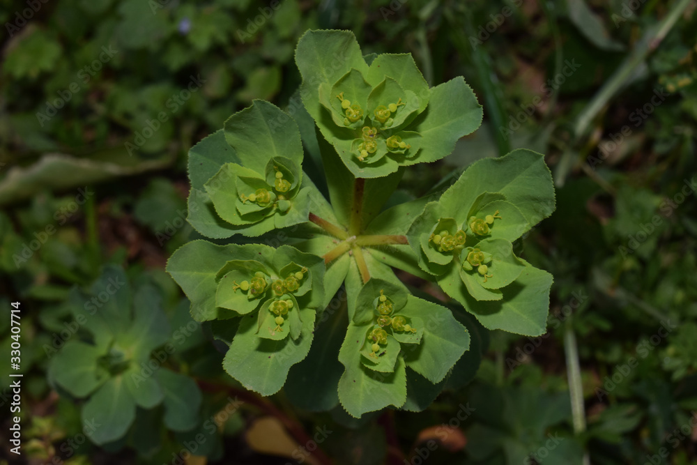 Plante : euphorbia esula, plante herbacée. Plante : euphorbia esula, plante herbacée.