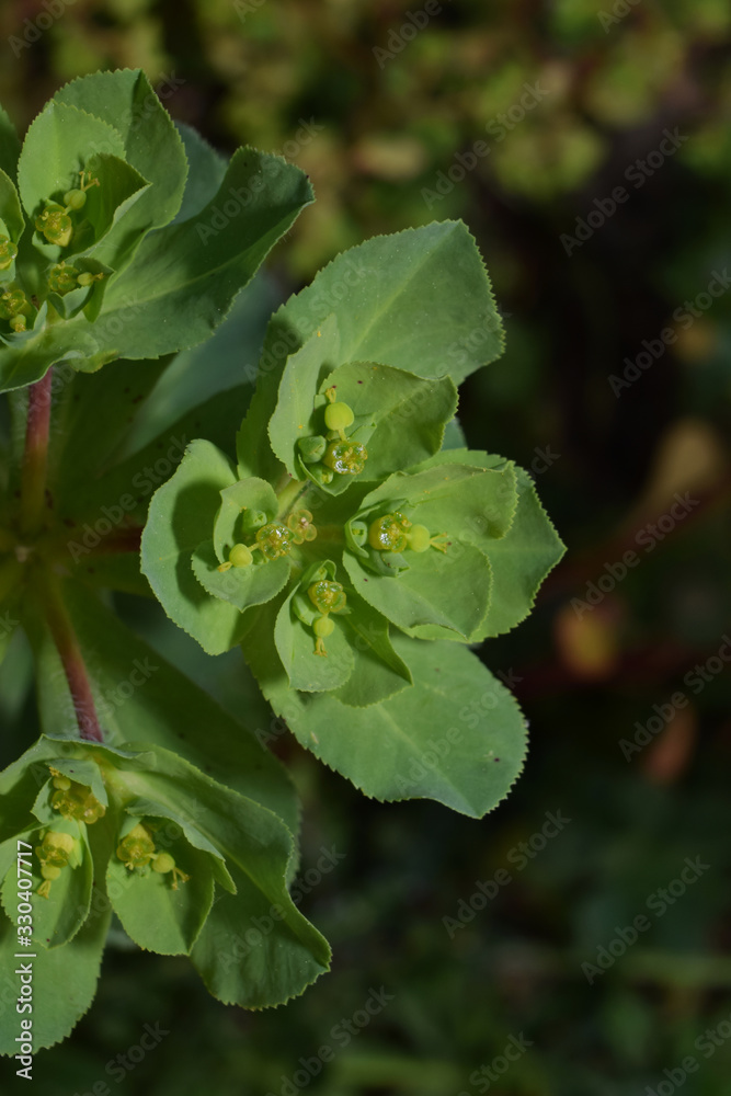 Obraz premium Plante : euphorbia esula, plante herbacée.