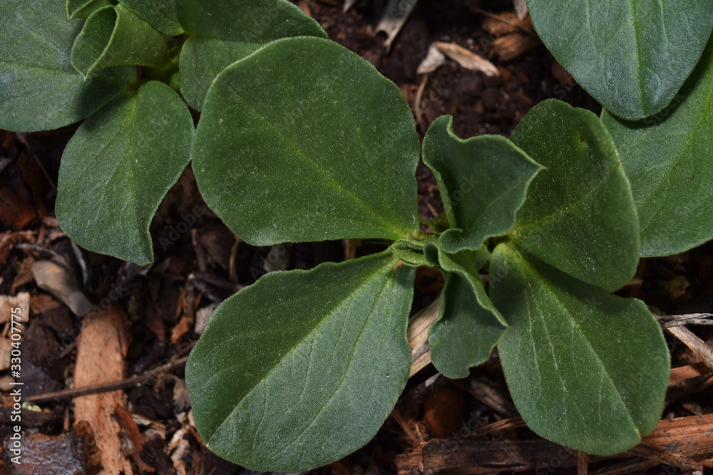 Jeune pousses de fèverolles.
