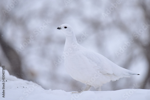Canvas Print Willow ptarmigan are masters of winter disguise