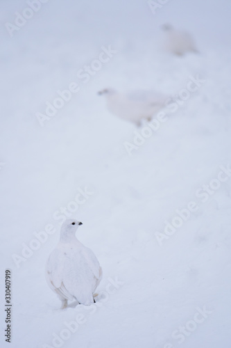 Willow ptarmigan are masters of winter disguise