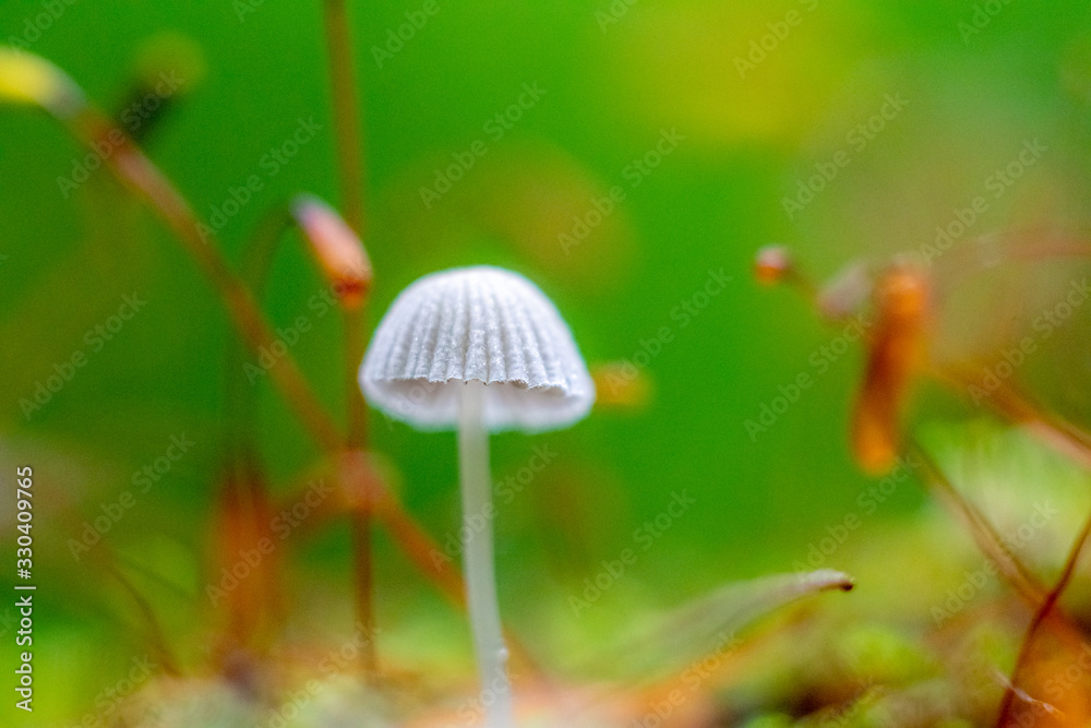 mushroom in the forest with blurred background mushroom in the forest with blurred background