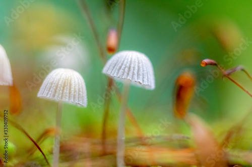 Wallpaper Mural  mushroom in the forest with blurred background Torontodigital.ca