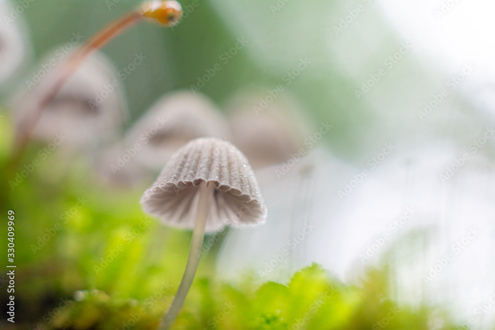 mushroom in the forest with blurred background mushroom in the forest with blurred background
