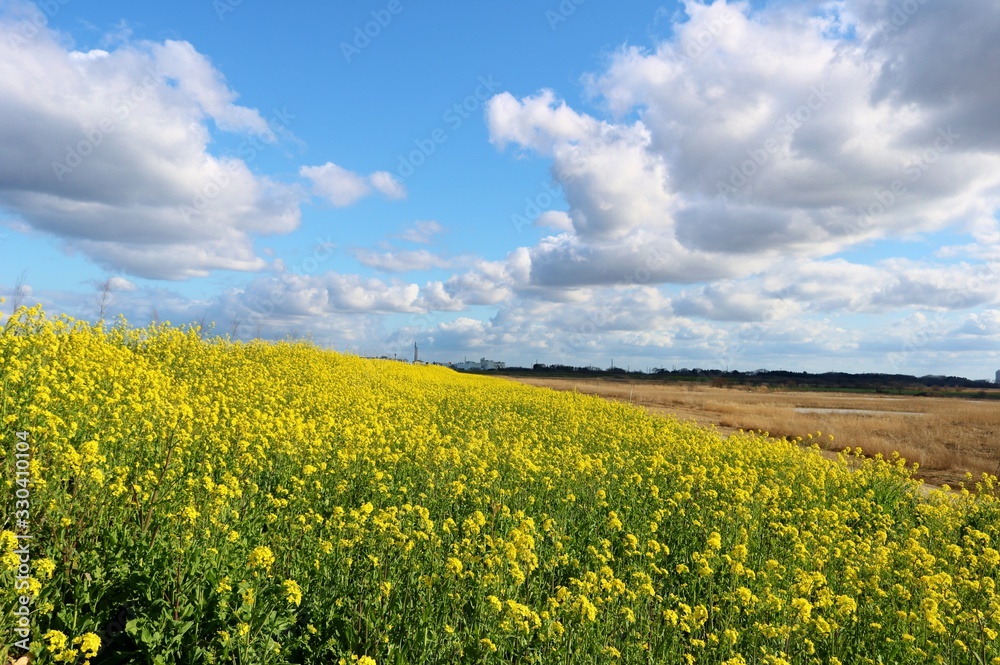 菜の花　渡良瀬　風景　杤木