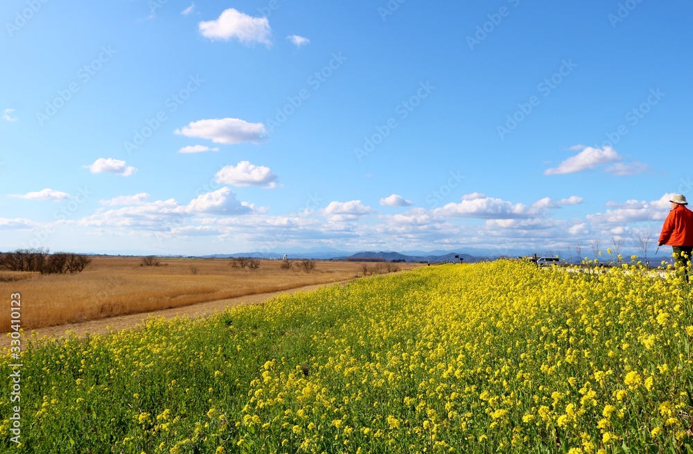 Fototapeta premium 菜の花 道 空 風景 渡良瀬 栃木県