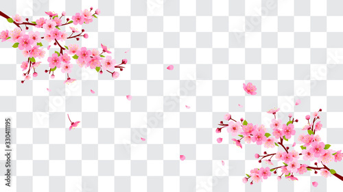 Spring Sakura branch with falling petals Vector illustration. Pink Cherry blossom isolated on fake transparent background.