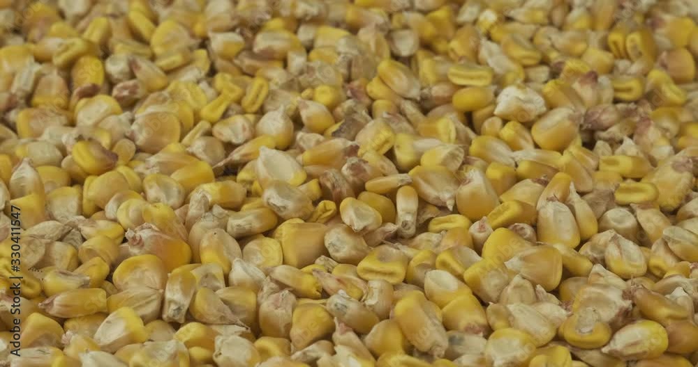 Close-up, wavy background of corn grains. Copy space. Close-up, wavy background of corn grains. Copy space.