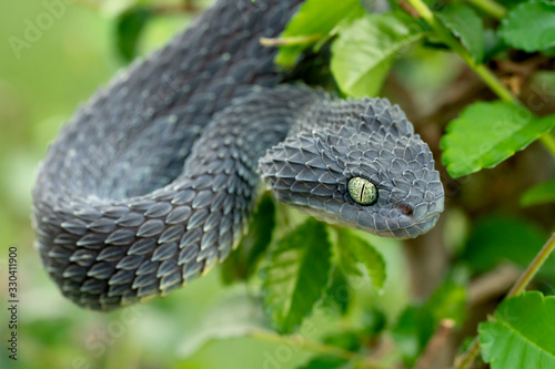 Black Dragon - Venomous Black Bush Viper Snake (Atheris squamigera