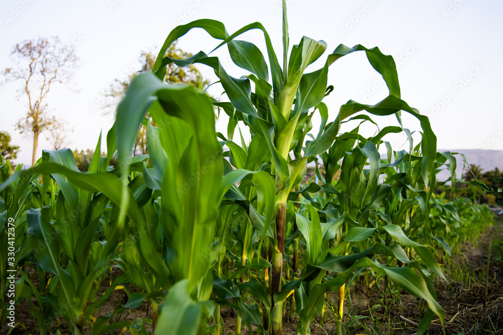 Obraz premium Corn fields from nature background.