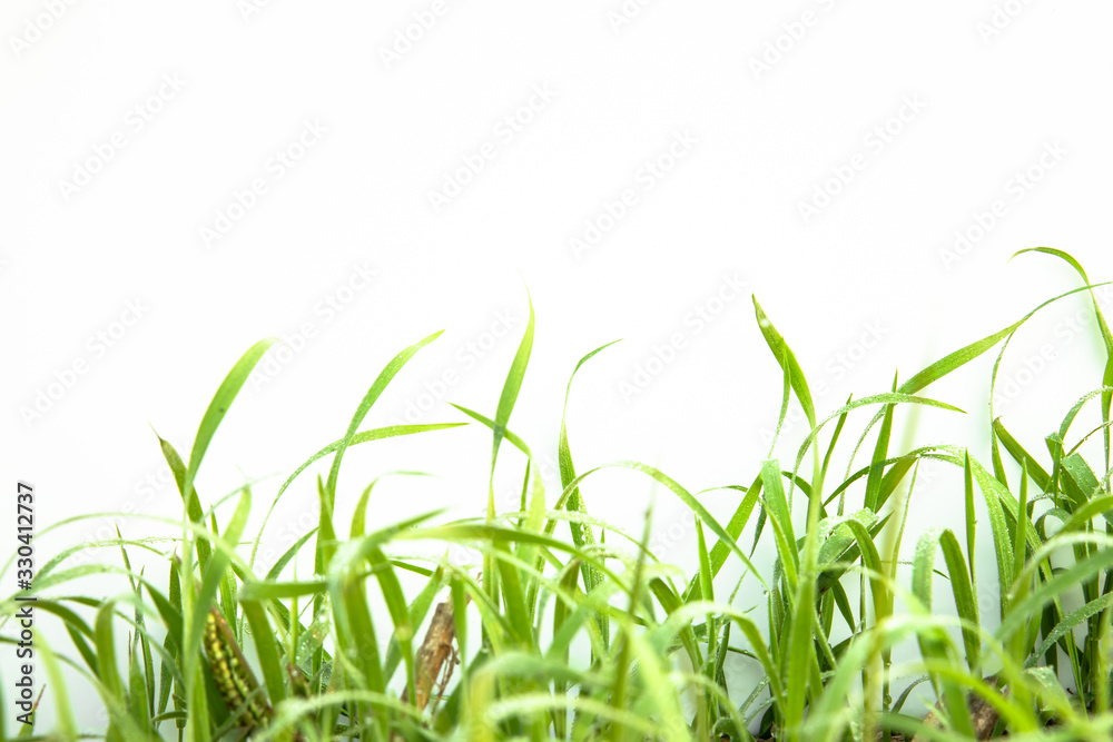 Obraz premium Green Grass on white background