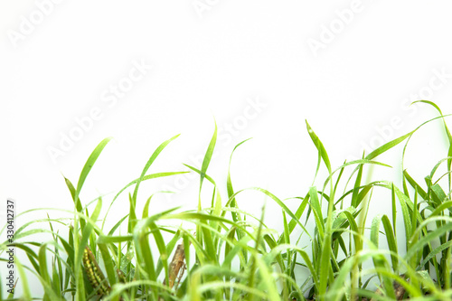 Green Grass on white background