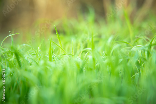 Green grass with sunlight from a field nature background. Easter day backdrop.