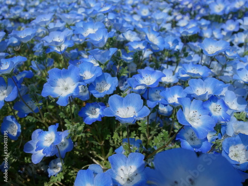 青いネモフィラの花