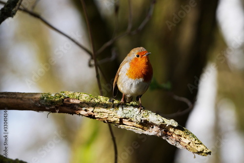 Robin with red breast sat on tree branch